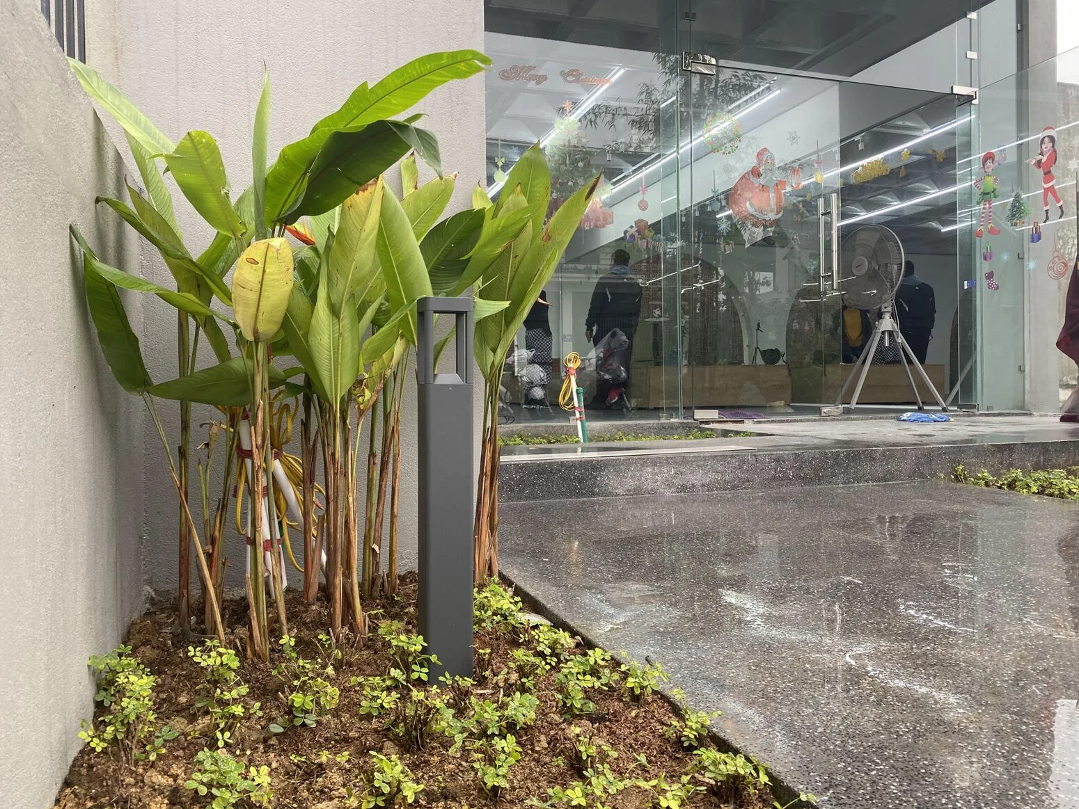 A glass entrance with ornamental banana plants