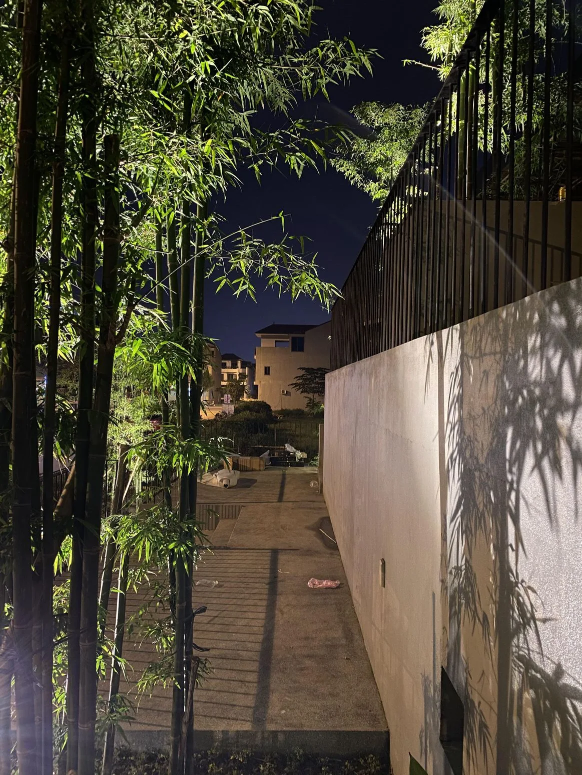 An indoor path between bamboo walls and plants