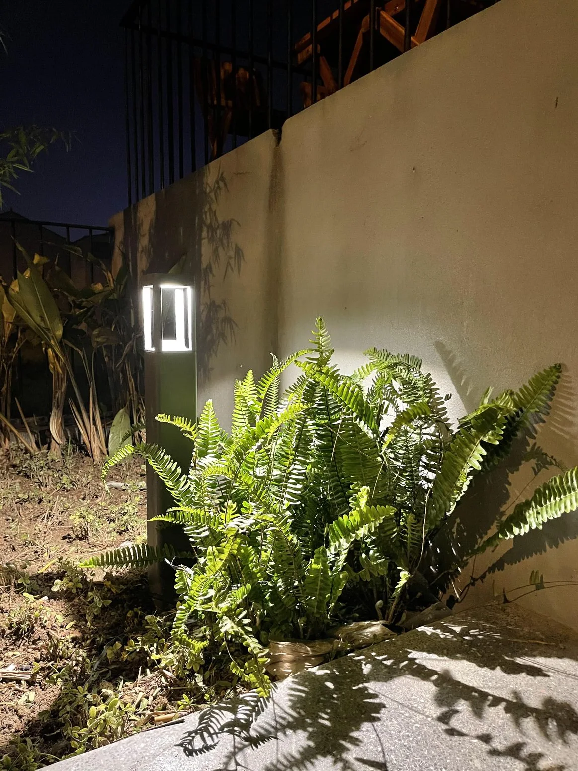 Light grazing a cluster of greenery