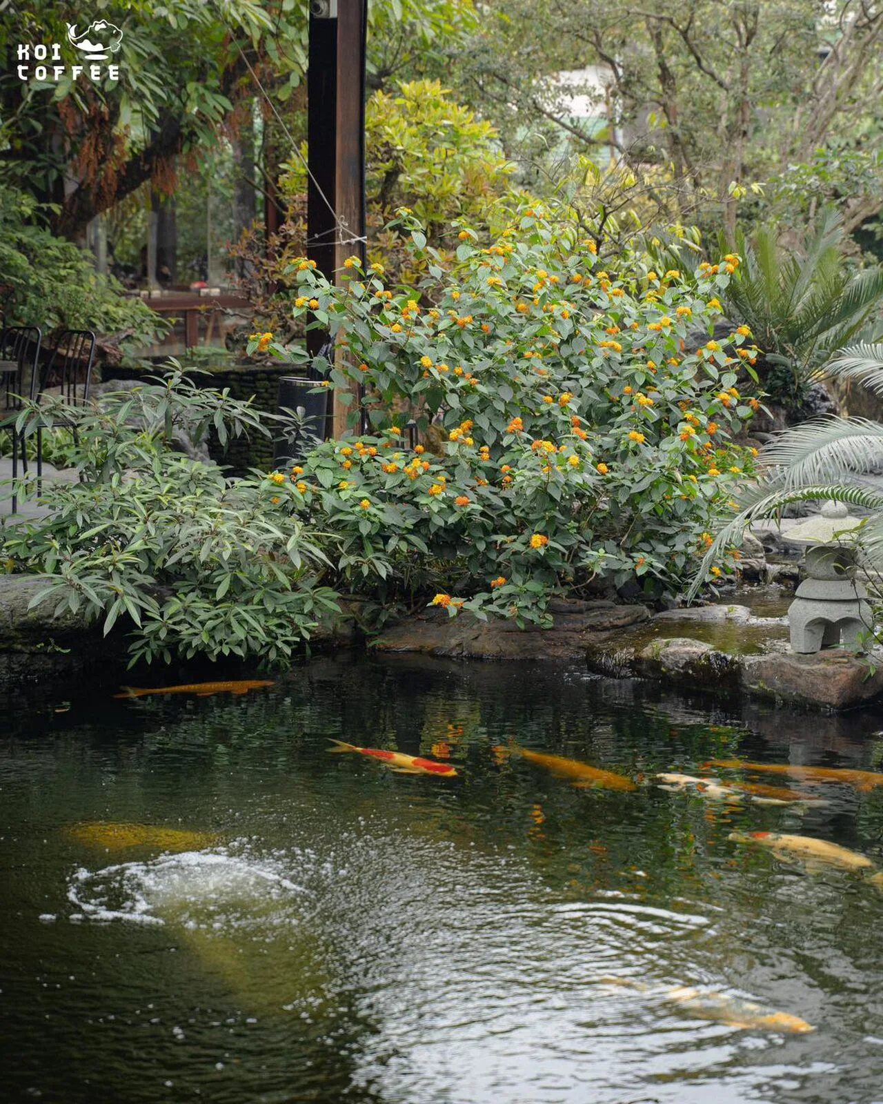 The koi pond and yellow blooms