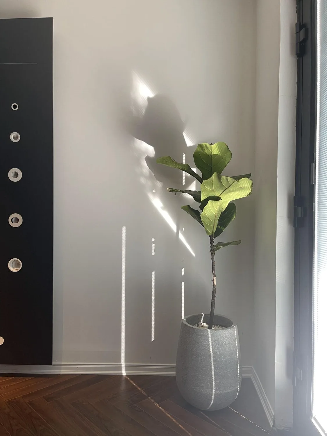 Wall washers highlighting the greenery and wood