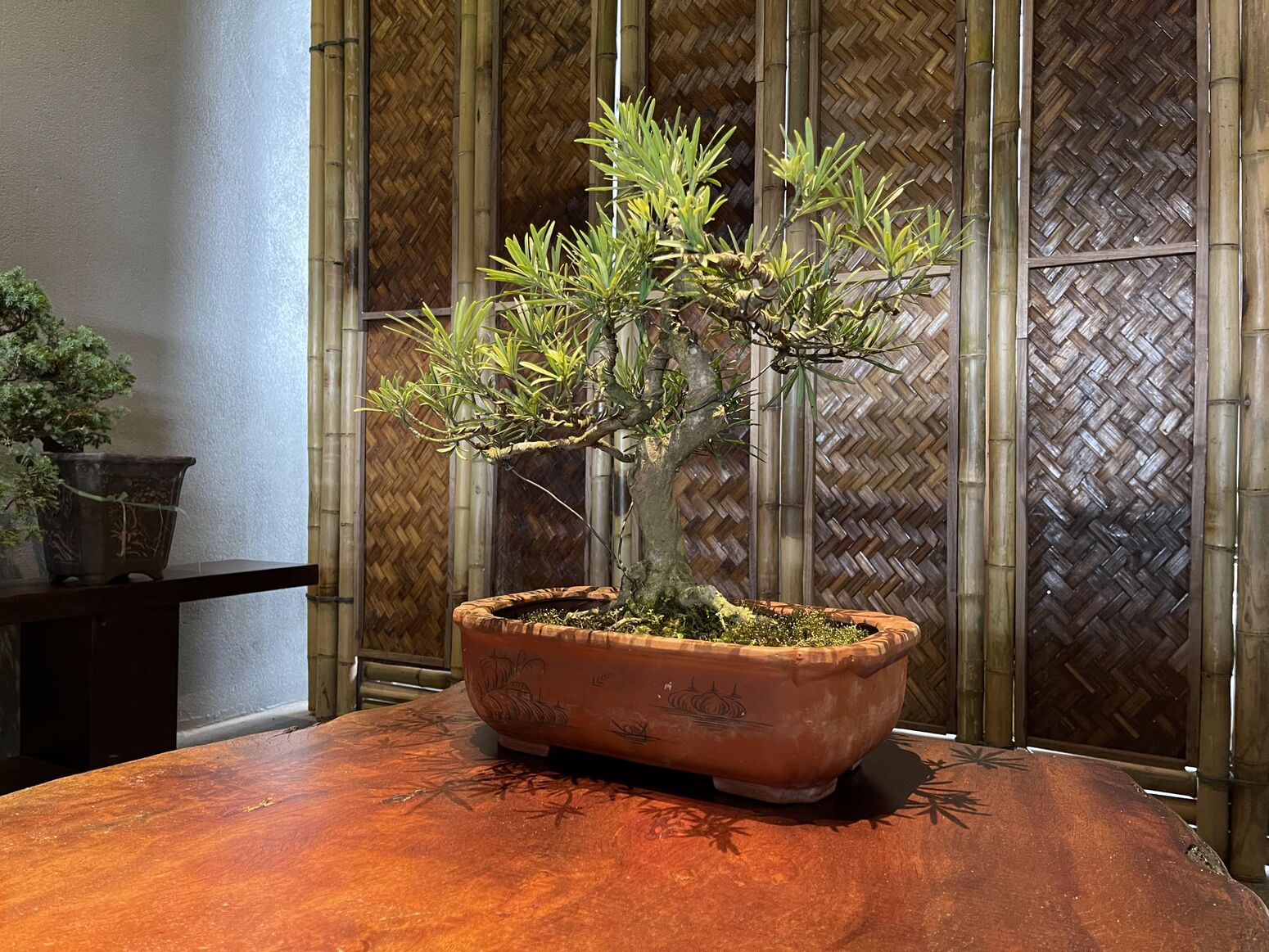 Bonsai trên bàn gỗ bên vách tre đan