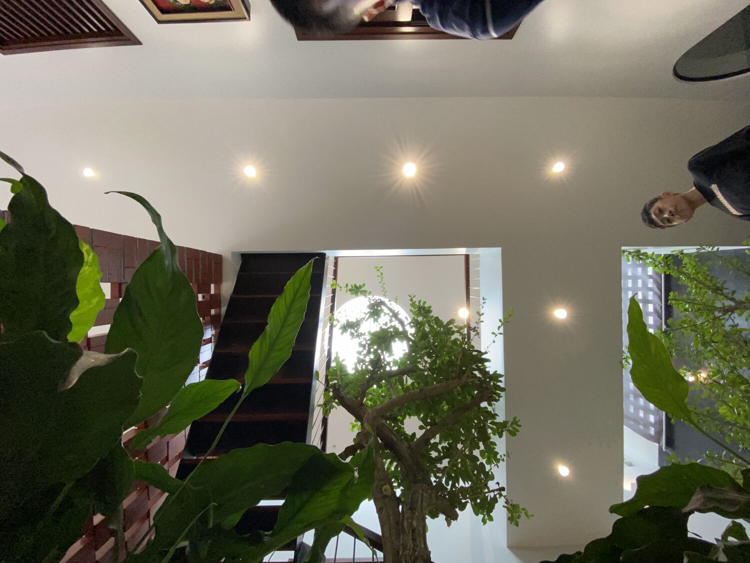Mảng xanh trong nhà dưới ánh sáng