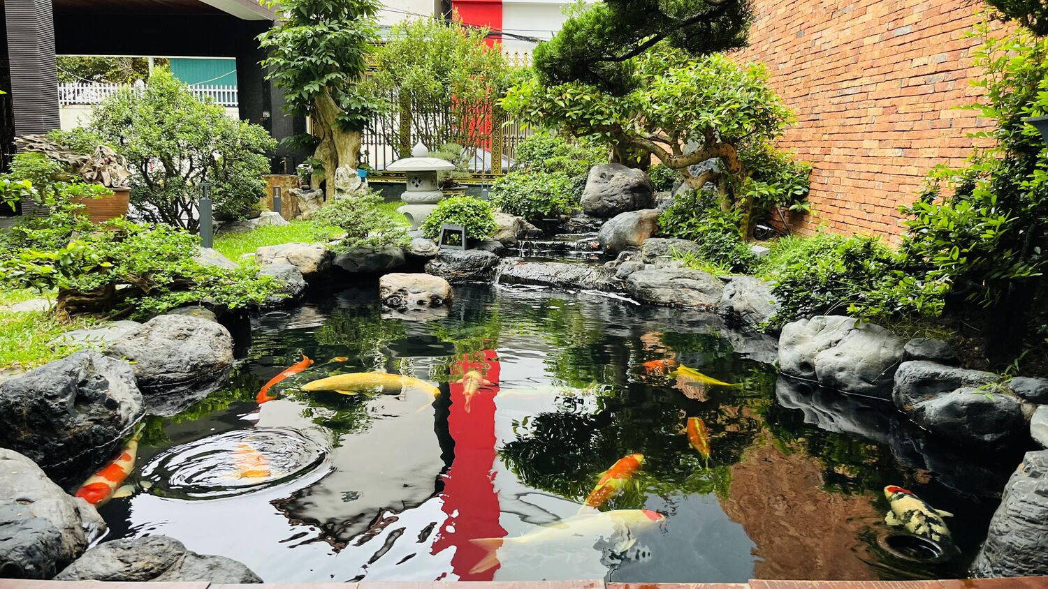 Koi và sắc đỏ phản chiếu trên mặt nước